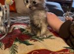 Cupid - Maine Coon Kitten For Sale - Bechtelsville&comma; PA&comma; US