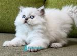 Zefirka - Scottish Straight Kitten For Sale - Hollywood&comma; FL&comma; US