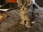 Blitzen Polydactyl Male - Maine Coon Kitten For Sale - Bechtelsville&comma; PA&comma; US