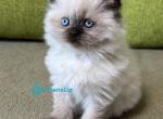 Zlata - Scottish Straight Kitten For Sale - 