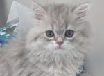 Female smokie coat scotish straight - Scottish Straight Kitten For Sale - North Port&comma; FL&comma; US