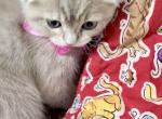 Scottish fold female - Scottish Fold Kitten For Sale - Sarasota&comma; FL&comma; US