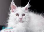 Hank - Maine Coon Kitten For Sale - 
