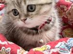 Scottish straight female stripe coat - Scottish Straight Kitten For Sale - Sarasota&comma; FL&comma; US