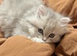 Smokie Scottish straight - Scottish Straight Kitten For Sale - Sarasota&comma; FL&comma; US