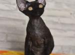 Kenji&lowbar; - Devon Rex Kitten For Sale - Norwalk&comma; CT&comma; US