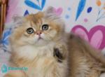 Zefyrka - British Shorthair Kitten For Sale - Norwalk&comma; CT&comma; US