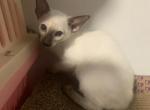 Kitty - Oriental Kitten For Sale - Worcester&comma; MA&comma; US