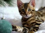 Ophelia - Bengal Kitten For Sale - Pembroke Pines&comma; FL&comma; US