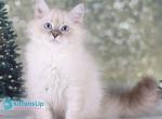 Fiona - Siberian Kitten For Sale - Pembroke Pines&comma; FL&comma; US