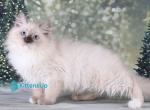 Fabio - Siberian Kitten For Sale - Pembroke Pines&comma; FL&comma; US