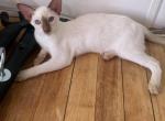 Chloe - Oriental Cat For Sale - Worcester&comma; MA&comma; US