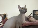 Elf sphynx female - Sphynx Kitten For Sale - Miami&comma; FL&comma; US