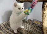 Exotic - Exotic Kitten For Sale - Palm Coast&comma; FL&comma; US