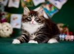 Chegivara - Siberian Kitten For Sale - Pembroke Pines&comma; FL&comma; US