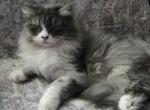 Adina Siberian - Siberian Cat For Sale - AL&comma; US