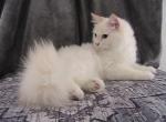 Quinby Siberian - Siberian Kitten For Sale - AL&comma; US