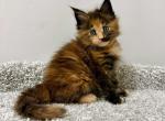 Roksi - Maine Coon Kitten For Sale - Miami&comma; FL&comma; US