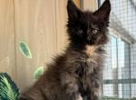 Zoya Polydactyl - Maine Coon Kitten For Sale - Hollywood&comma; FL&comma; US