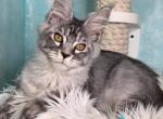Quill - Maine Coon Kitten For Sale - Hollywood&comma; FL&comma; US