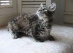 Courtney Short legged curly Skookum - Munchkin Kitten For Sale - AL&comma; US
