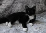 Captain Tuxedo LaPerm - LaPerm Kitten For Sale - AL&comma; US