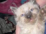 Link - Balinese Kitten For Sale - Plainfield&comma; IN&comma; US