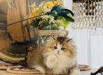 Daisy - Minuet Kitten For Sale - P J S&comma; NY&comma; US