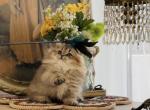 Tiger lily - Minuet Kitten For Sale - P J S&comma; NY&comma; US