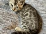 Nimbus - Bengal Kitten For Sale