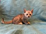 Ghost - Bengal Kitten For Sale - Stroudsburg&comma; PA&comma; US