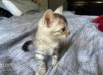 Pixie - Bengal Kitten For Sale - Stroudsburg&comma; PA&comma; US