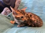 Nutmeg - Bengal Kitten For Sale - Stroudsburg&comma; PA&comma; US