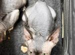 Black Bi Color Male - Sphynx Kitten For Sale - Fort Worth&comma; TX&comma; US