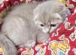 Jayne Scottish fold solid beige - Scottish Fold Kitten For Sale - Sarasota&comma; FL&comma; US
