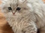 Smokie Scottish straight female - Scottish Straight Kitten For Sale - North Port&comma; FL&comma; US