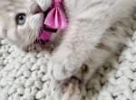Jayne Scottish fold solid beige female - Scottish Fold Kitten For Sale - North Port&comma; FL&comma; US