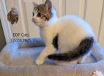 Earnest - Scottish Fold Kitten For Sale - DeLand&comma; FL&comma; US