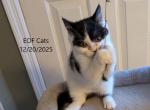 Clyde - Scottish Fold Kitten For Sale - 