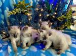 Solban - Siamese Kitten For Sale - CO&comma; US