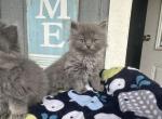 Sprinkles - Ragamuffin Kitten For Sale - New Smyrna&comma; FL&comma; US