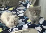 Twinkle - Ragamuffin Kitten For Sale - New Smyrna&comma; FL&comma; US