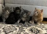 Christmas bundle - Maine Coon Kitten For Sale - Palmer&comma; MA&comma; US