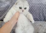 June - Scottish Fold Kitten For Sale - Commerce City&comma; CO&comma; US