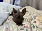 Kitty one - Sphynx Kitten For Sale - Brooklyn&comma; NY&comma; US