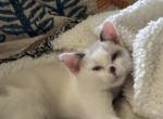 Beautiful Snowshoe Siamese kittens - Siamese Kitten For Sale - Moneta&comma; VA&comma; US