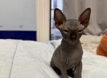 Kitty three - Sphynx Kitten For Sale - Brooklyn&comma; NY&comma; US