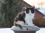 Gloria - Domestic Kitten For Sale - Myerstown&comma; PA&comma; US