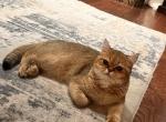Golden - British Shorthair Cat For Sale - Dallas&comma; TX&comma; US
