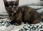 Tapioca - Munchkin Kitten For Sale - Anderson&comma; SC&comma; US